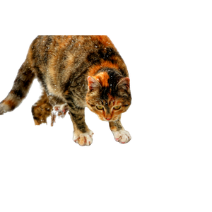 A Brown Tabby Cat Exploring A Snow Covered Wooden Fence During Winter. 19975 - Cat PNG image with transparent background